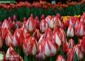 Tulipa Spryng Break ® (3)